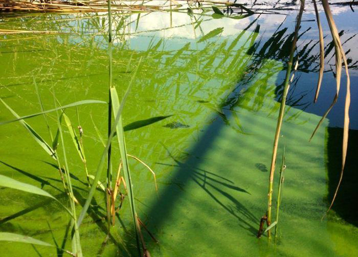 algal blooms