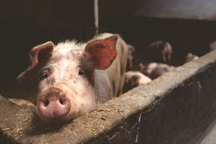 Pig