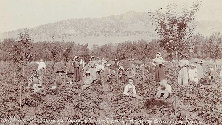 appletrees2-750x422-compressor.jpg