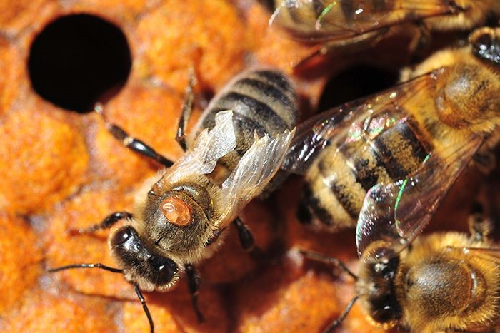 Photo of honeybee infected by Varroa mite