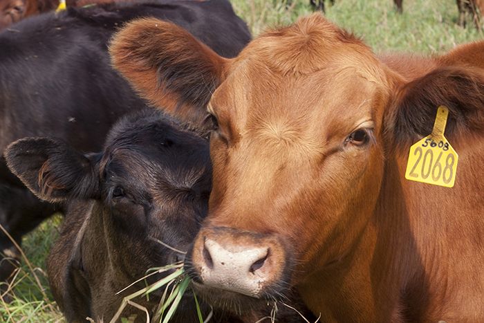 cows in field