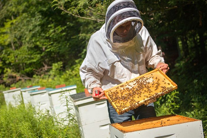 Scott McArt checks on honeycombs