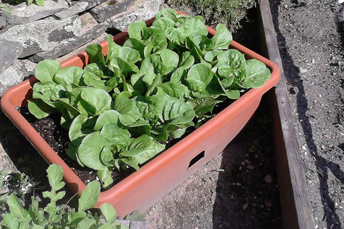 Bib lettuce from the Freight Farm planted in an outside container.