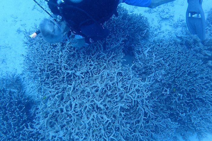 Stephen Palumbi samples a coral for genetic testing in Bikini Atoll.