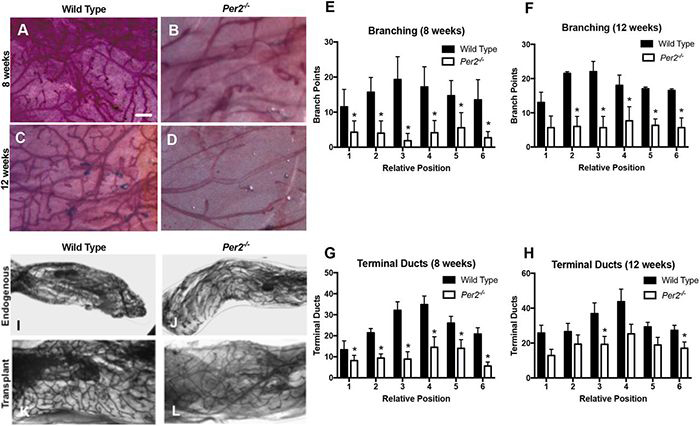 breast cancer images