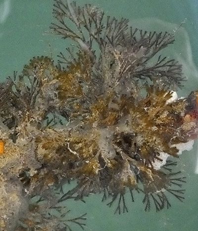  Bugula neritina