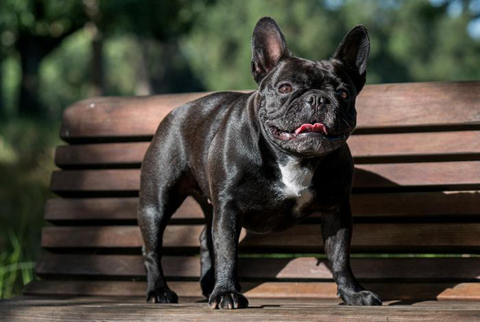 Moxie, a 3-year-old French bulldog