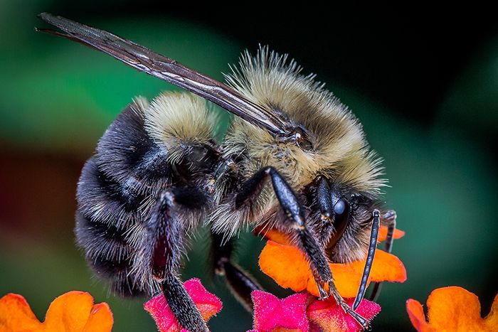 bumble bee