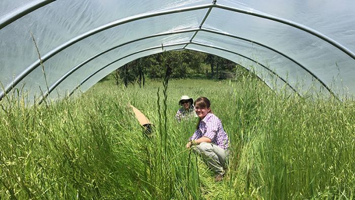 Lauren Hallett's research site in the foothills of the Sierra Nevada in Northern California.