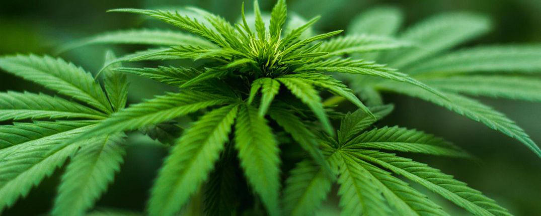 Cannabis plant