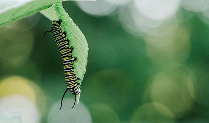 Photo of a caterpillar