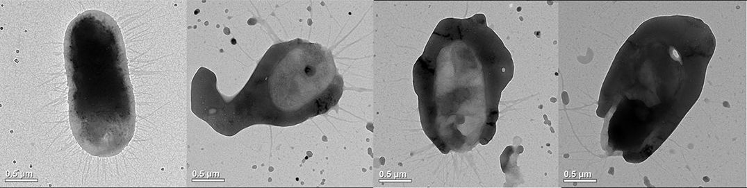 cell-shielding-1075x271-compressor.jpg