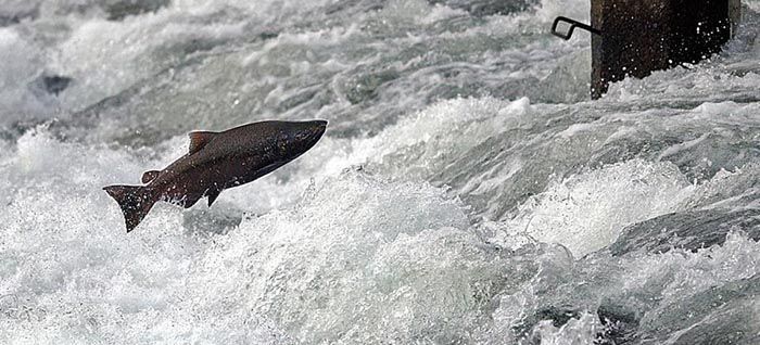 Chinook salmon in California