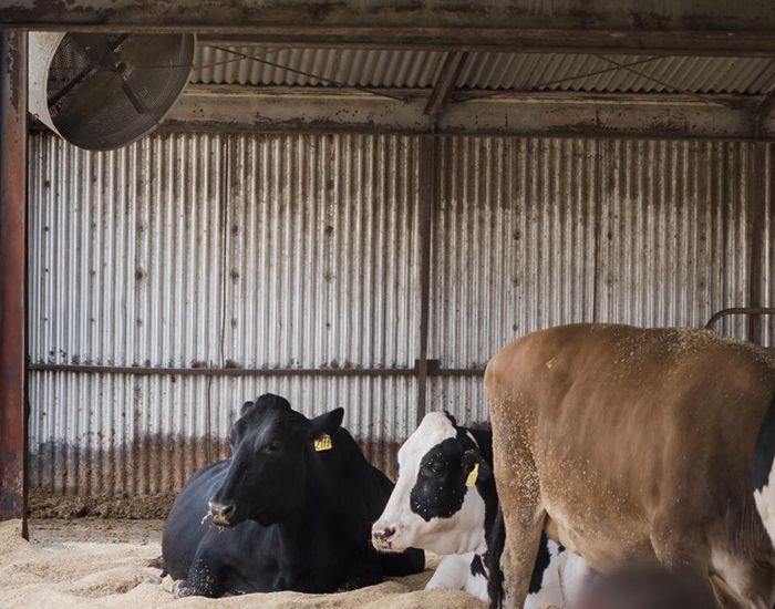 Cooling cows