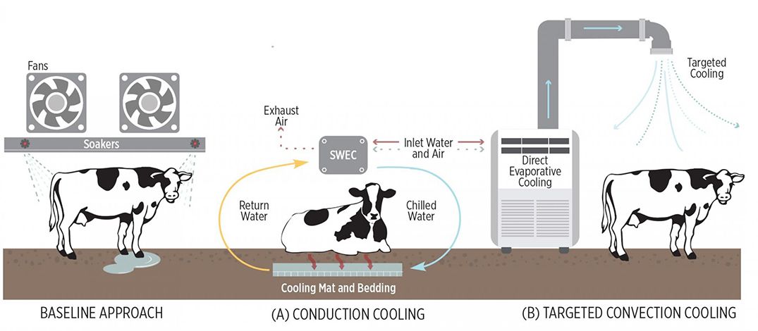cow-cooling-infographic-1075x470-compressor.jpg