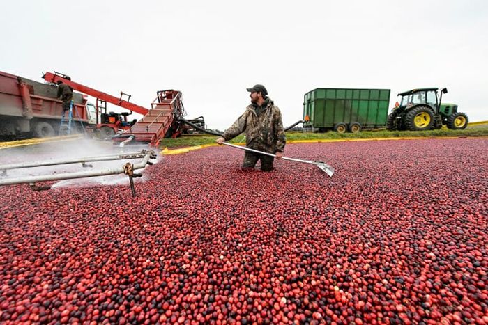 A farmer harvests cranberries from a flooded marsh