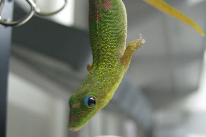 A gecko