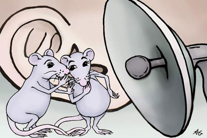 Illustration: Mice and rats have a rich repertoire of around 20 kinds of calls.