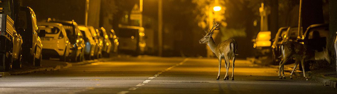 Deer in city street at night