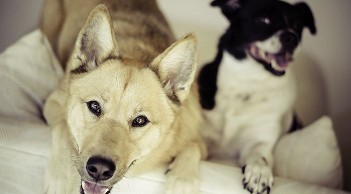 Image of dogs