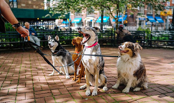 Image of dogs in a park