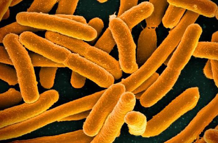 Image of E. Coli