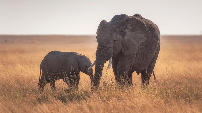 Image of mother and baby elephant