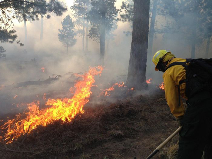 Man fighting wildfire