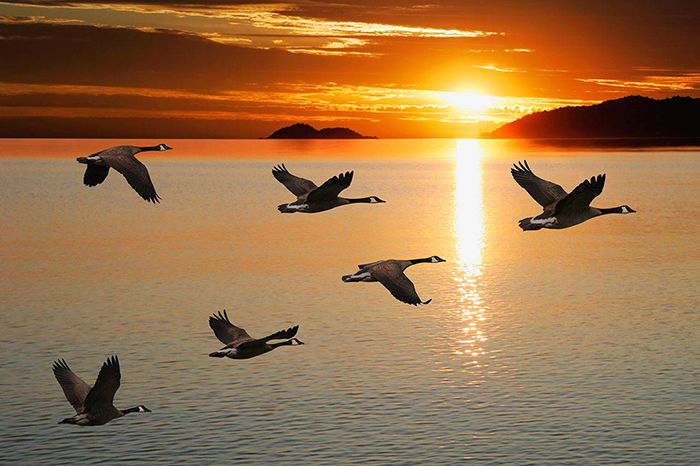 Image: Flock of geese
