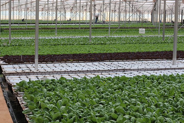Leafy green vegetables