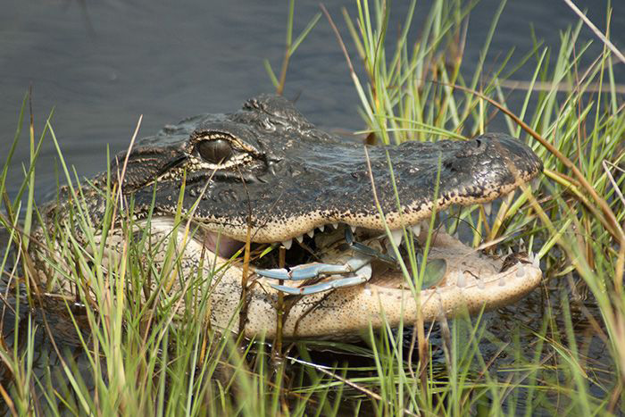 Alligator feeding on blue crab