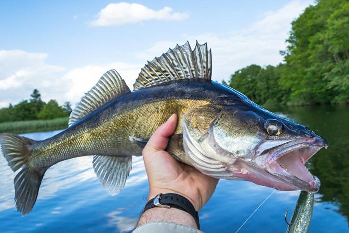 Walleye illustration