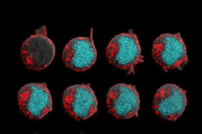 Time-lapse images of antigen receptors