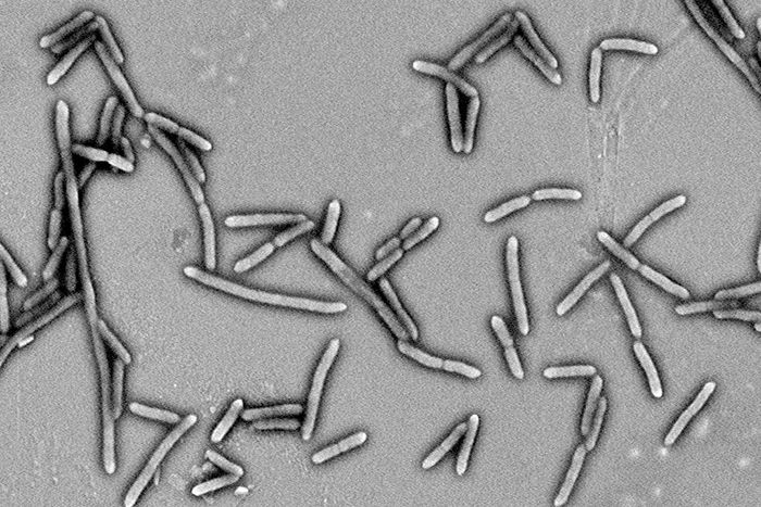 gut bacteria in culture