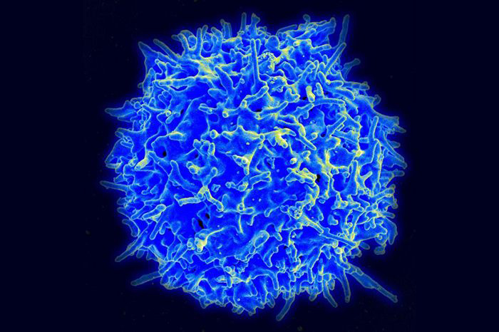 Healthy T cell