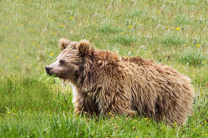 himalayan-brown-bear-700x467-compressor.jpg