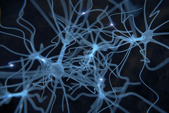 Neuron image