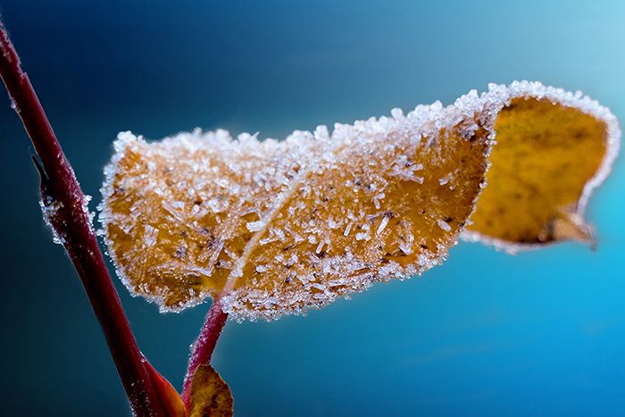 Icy leaf