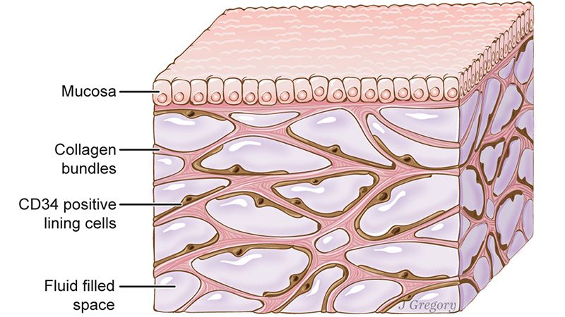 illustration of interstitium