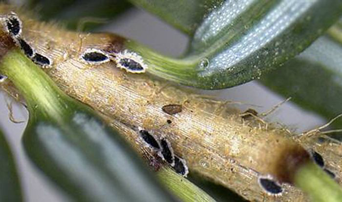 Mites on a plant