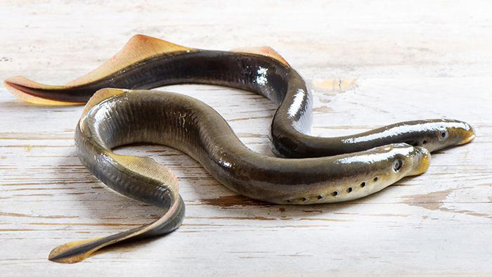 Image of lampreys