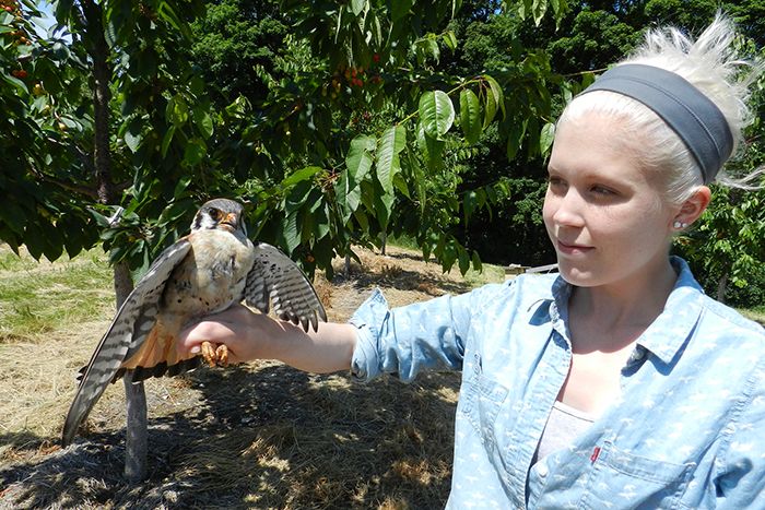American kestrel held by graduate student Megan Shave