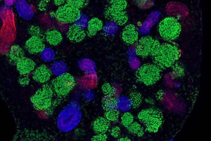 A kidney organoid