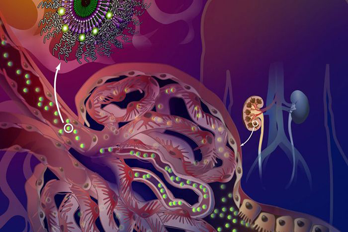 Illustration of nanoparticles moving past a filtration barrier to target diseased cells in a kidney.