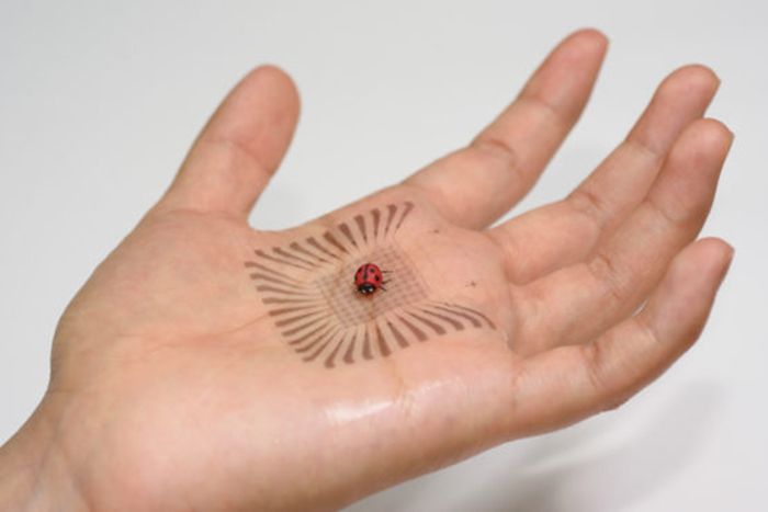 A ladybug in the palm of a hand