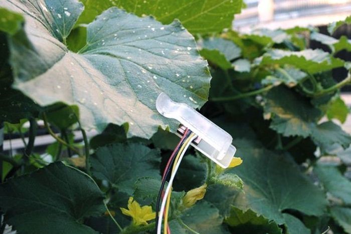 Photo of leaf sensor