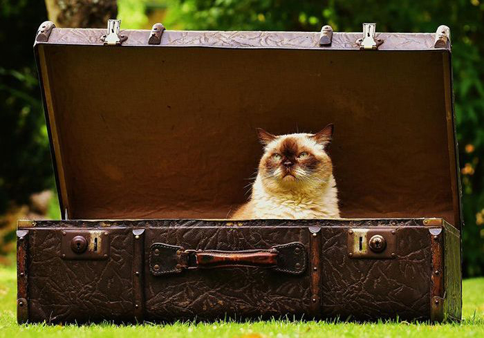 Image of cat in open luggage