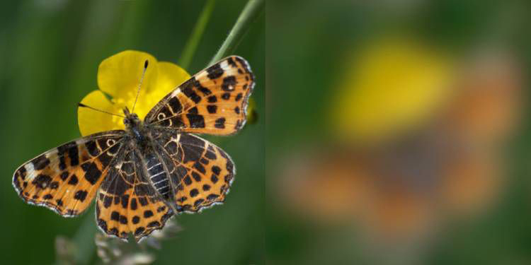 map-butterfly-700x375-compressor.jpg