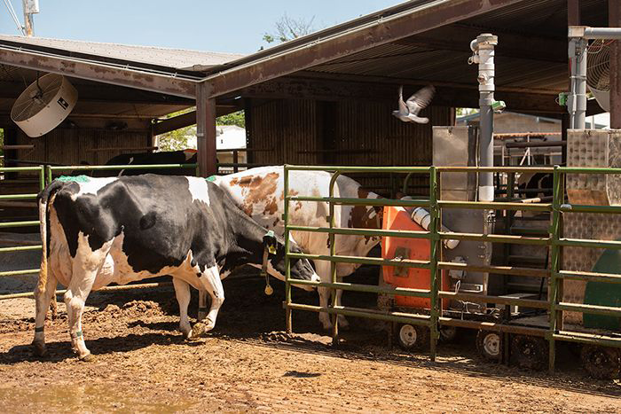 methane-measurement-seaweed-cows-climate-change-uc-davis-700x467-compressor.jpg