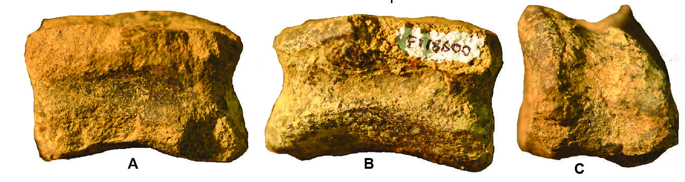 mitchell_ornithopod_first_three-compressor.jpg